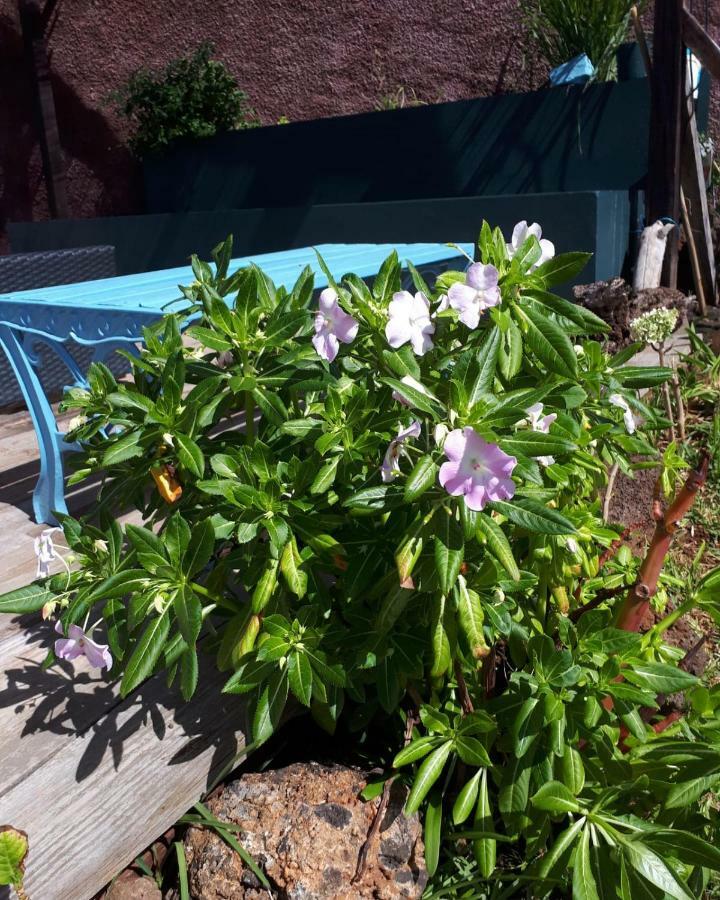 Casa Benedita Ponta do Pargo Dış mekan fotoğraf
